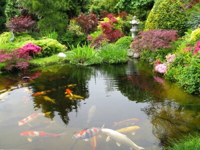 Koi pond