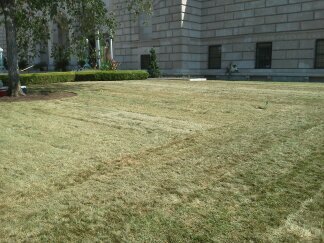 Landscadped sod